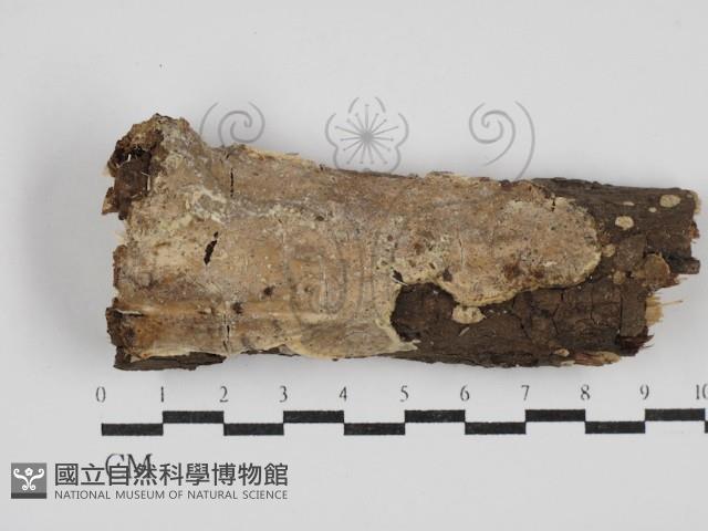 刺皮菌屬藏品圖，第1張