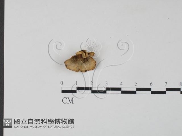 雲芝藏品圖，第1張