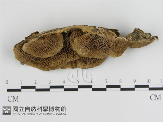 登錄號:F0011343藏品圖，第1張