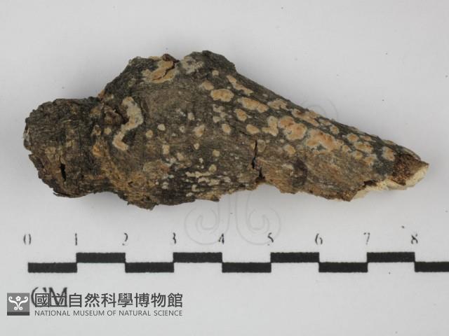 雲南無扣菌藏品圖，第1張