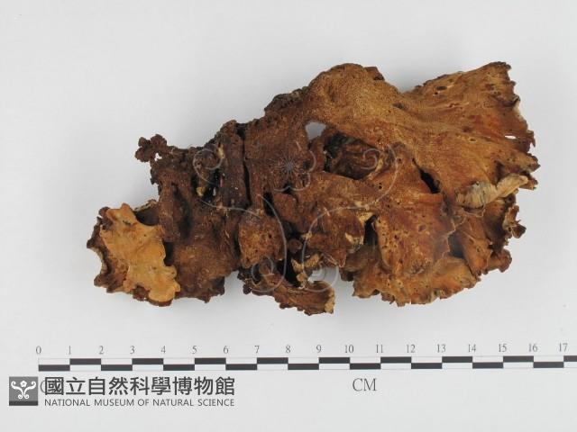 登錄號:F0024343藏品圖，第1張