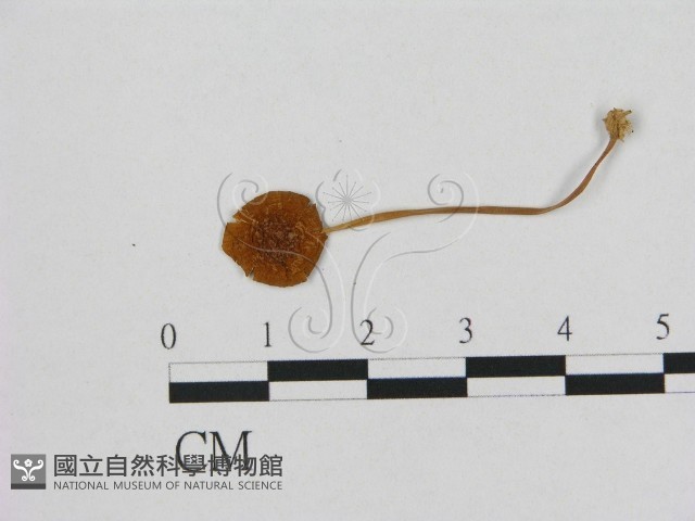 登錄號:F0014343藏品圖，第1張