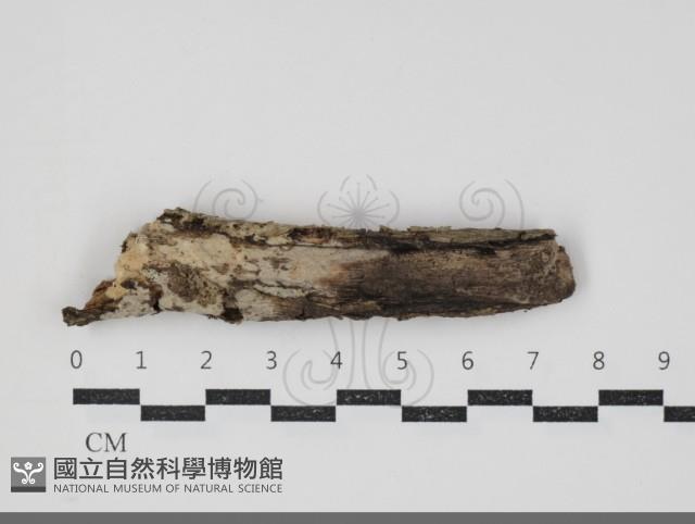 管齒菌屬藏品圖，第1張