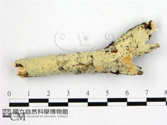 登錄號:F0022343藏品圖，第1張