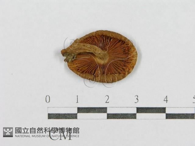 登錄號:F0002343藏品圖，第1張