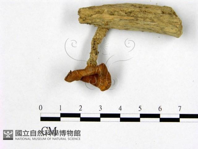 登錄號:F0012343藏品圖，第1張