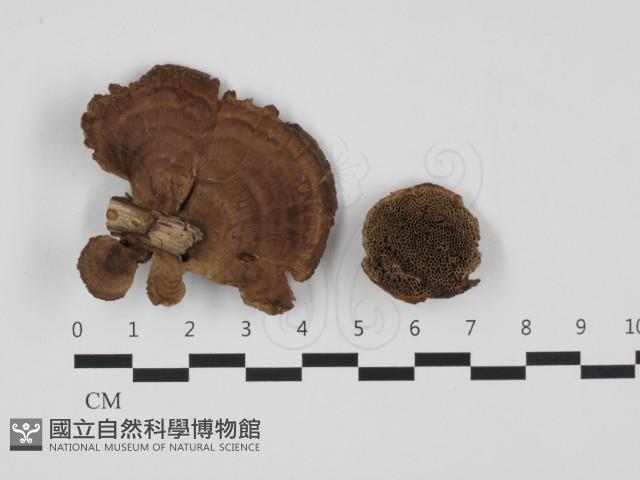 蜂窩菌屬藏品圖，第1張