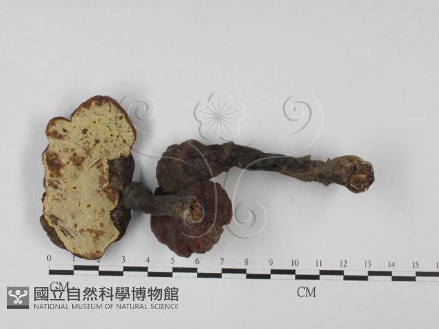 靈芝屬藏品圖，第1張