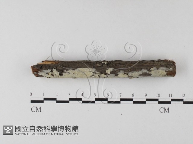 絲齒菌屬藏品圖，第1張