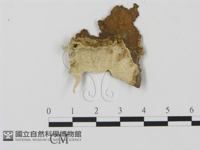 登錄號:F0005343藏品圖，第1張