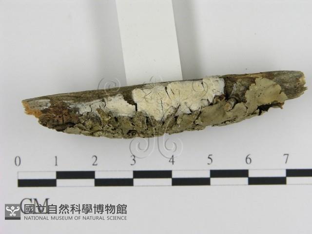 登錄號:F0015343藏品圖，第1張