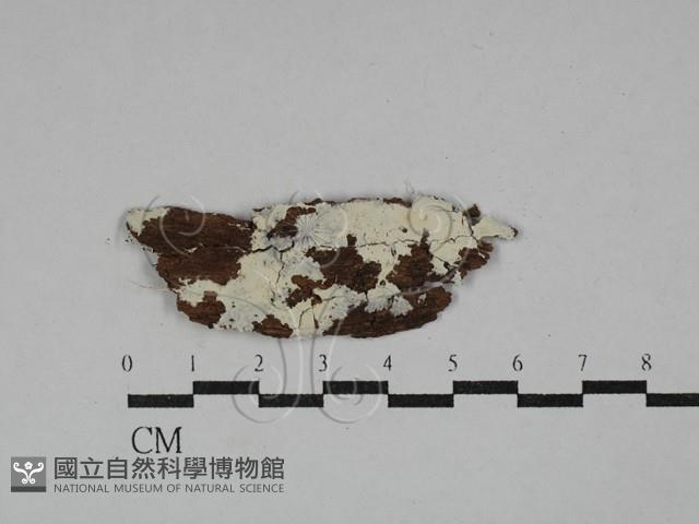 射脈菌屬藏品圖，第1張