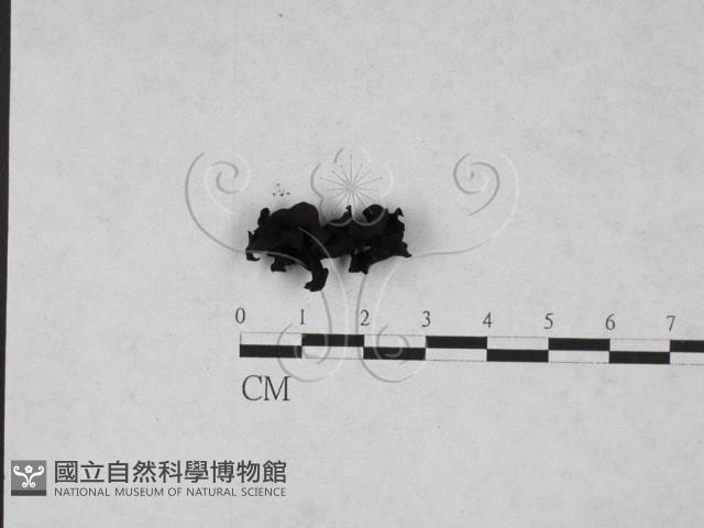 登錄號:F0028233藏品圖，第3張