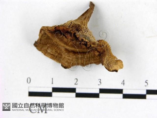 登錄號:F0008233藏品圖，第1張