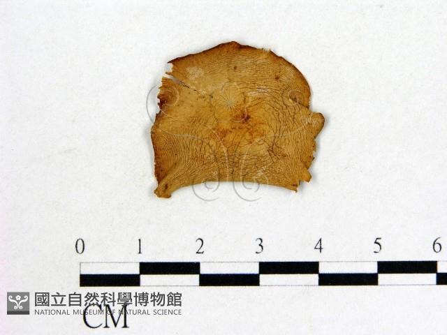登錄號:F0020233藏品圖，第1張