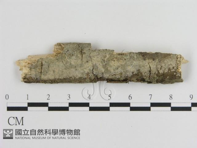 刺皮菌屬藏品圖，第1張