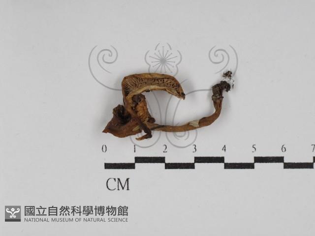 登錄號:F0030233藏品圖，第1張