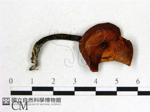 登錄號:F0016233藏品圖，第1張
