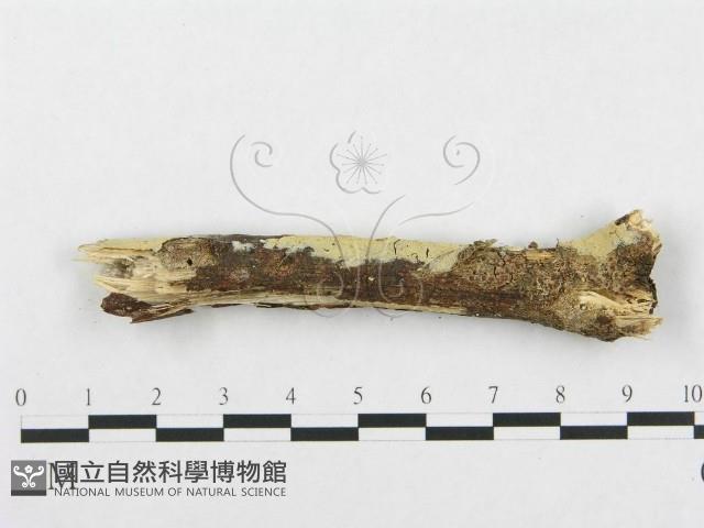 登錄號:F0001233藏品圖，第1張