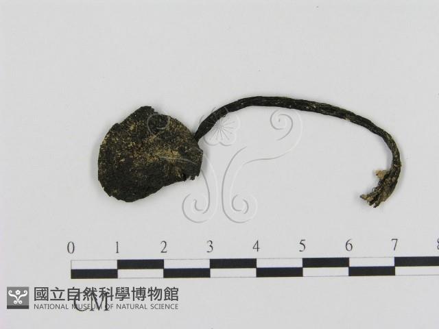 登錄號:F0011233藏品圖，第1張