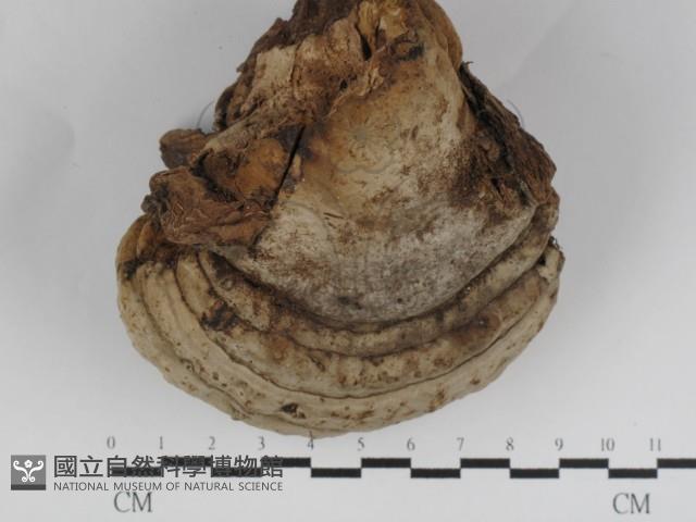 登錄號:F0031233藏品圖，第1張