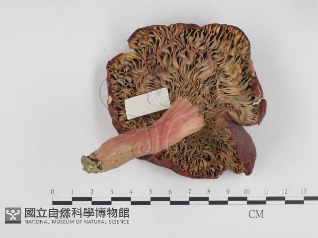 登錄號:F0024233藏品圖，第1張