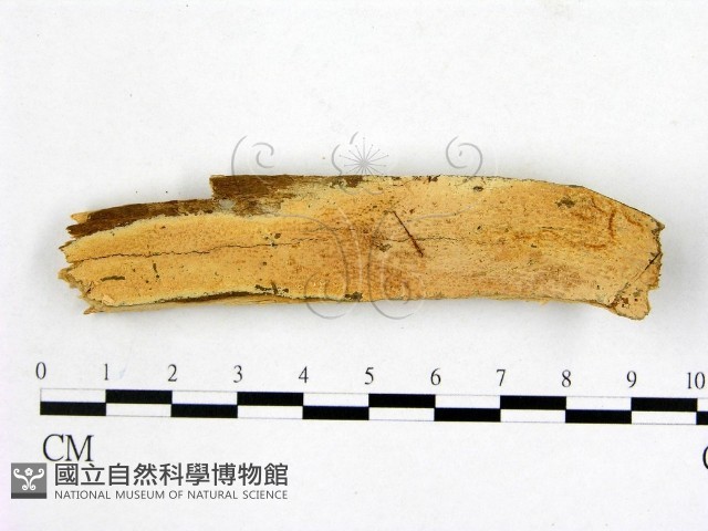 顯絲菌屬藏品圖，第1張