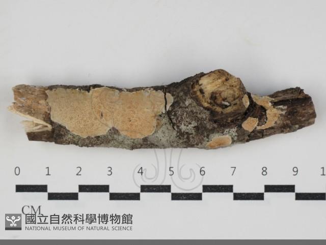 登錄號:F0034233藏品圖，第1張