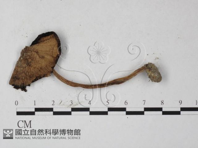 登錄號:F0027233藏品圖，第1張