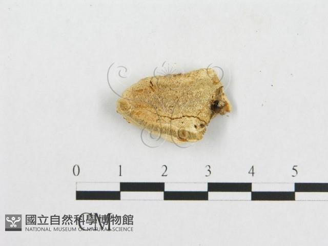 登錄號:F0007233藏品圖，第1張