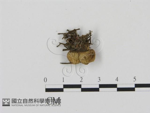 登錄號:F0005233藏品圖，第1張