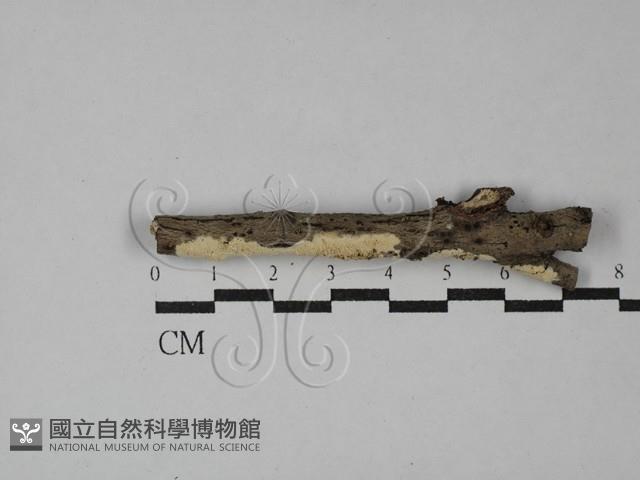 登錄號:F0029233藏品圖，第1張