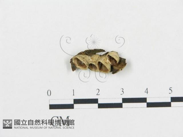 黑蛋巢菌屬藏品圖，第1張