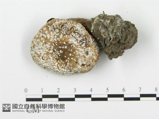 登錄號:F0003233藏品圖，第1張