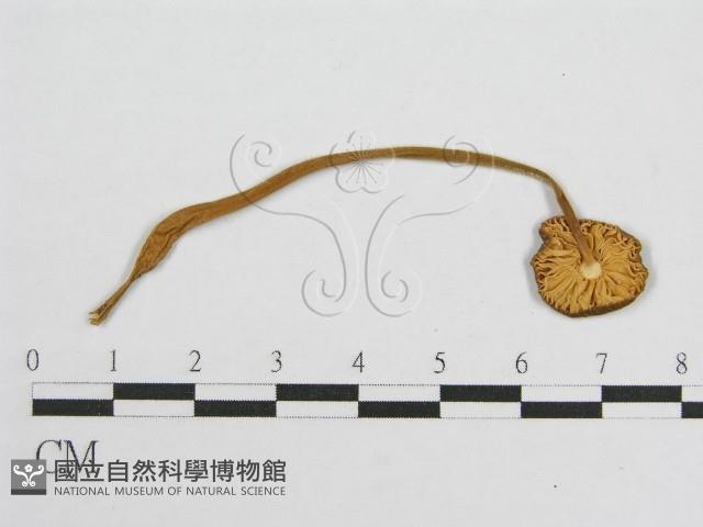 登錄號:F0013233藏品圖，第1張