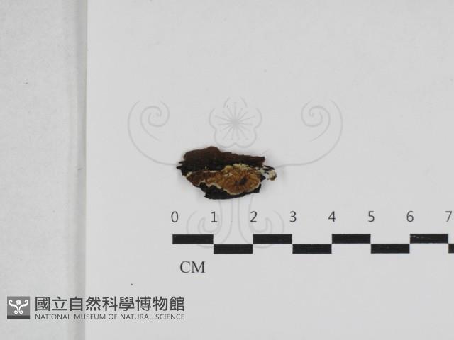 登錄號:F0033233藏品圖，第1張