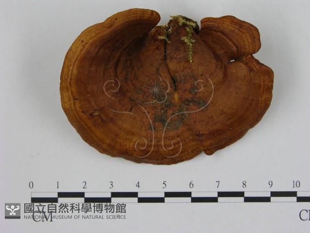 登錄號:F0008833藏品圖，第1張