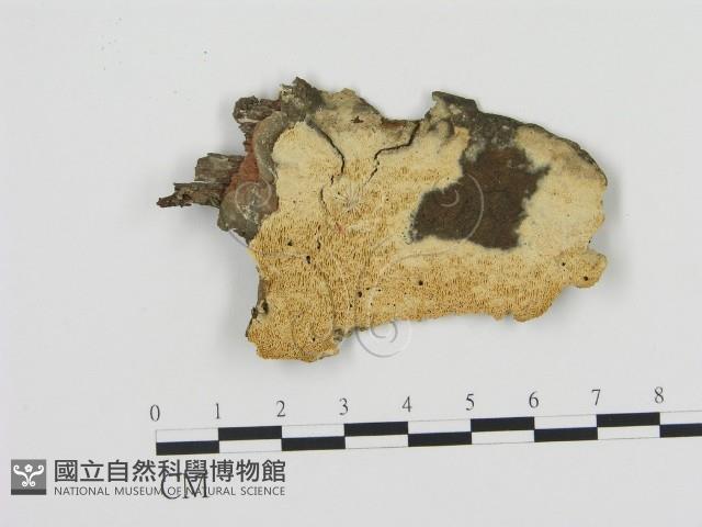 登錄號:F0020833藏品圖，第1張