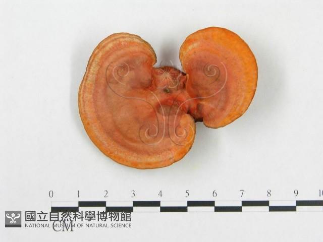 血紅密孔菌藏品圖，第1張