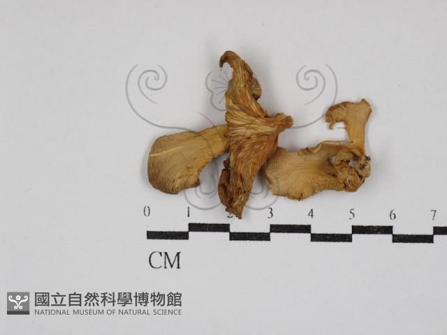 登錄號:F0030833藏品圖，第1張