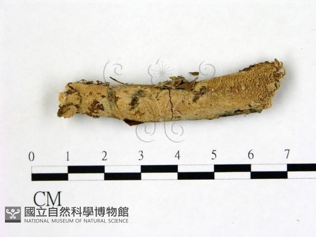 登錄號:F0021833藏品圖，第1張