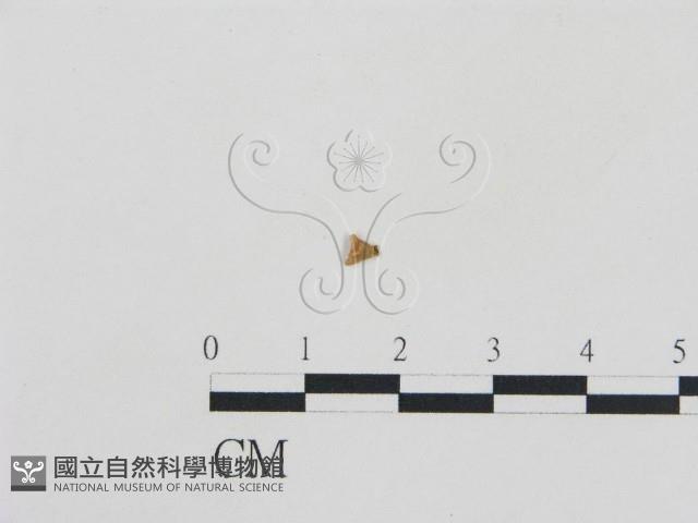 登錄號:F0001833藏品圖，第1張