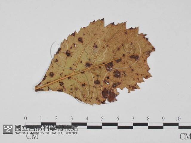 登錄號:F0011833藏品圖，第1張
