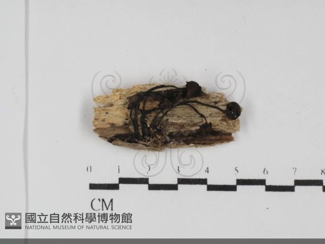 登錄號:F0031833藏品圖，第1張