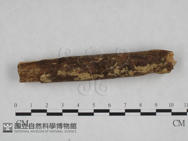 登錄號:F0024833藏品圖，第1張