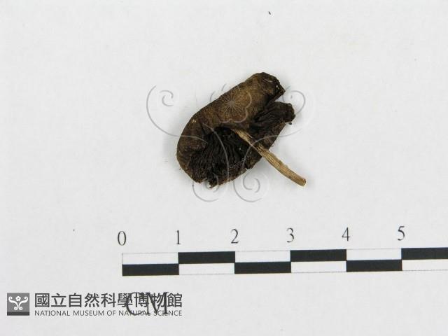 登錄號:F0004833藏品圖，第1張