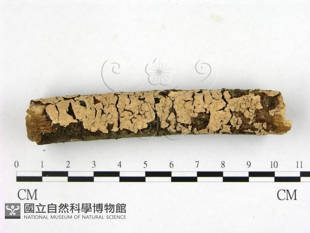 登錄號:F0014833藏品圖，第1張