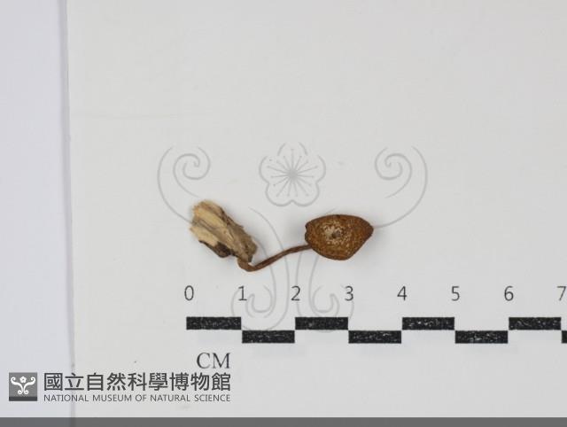登錄號:F0034833藏品圖，第1張