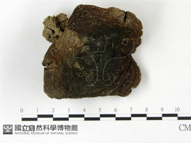 登錄號:F0022833藏品圖，第1張