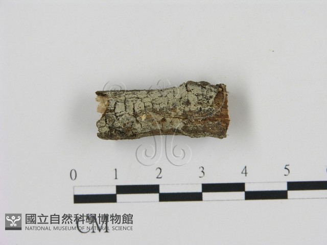 剛毛絲皮菌藏品圖，第1張